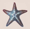 Hand drawn sea starfish isolated Royalty Free Stock Photo