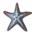 Hand drawn sea starfish isolated Royalty Free Stock Photo