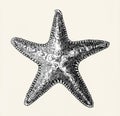 Hand drawn sea starfish isolated Royalty Free Stock Photo