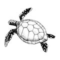 Hand drawn Sea turtle isolated on a white background. Vector with animal underwater. Illustration for T-shirt graphics, fashion Royalty Free Stock Photo