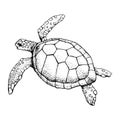 Hand drawn Sea turtle isolated on a white background. Vector with animal underwater. Illustration for T-shirt graphics, fashion Royalty Free Stock Photo