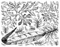 Hand Drawn of Sea Vegetables or Seaweed Background