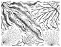 Hand Drawn of Sea Vegetables or Seaweed Background