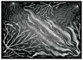 Hand Drawn of Sea Vegetables or Seaweed on Chalkboard