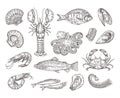 Hand drawn seafood. Hand drawn crab, shrimp and octopus. Sea scallops, shellfish and salmon vector illustration set