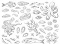 Hand drawn seafood. Octopus squid crab oyster and marine fish sketch drawing for restaurant menu. Vector sea meal Royalty Free Stock Photo