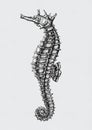 Hand drawn seahorse isolated illustration