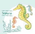 Hand drawn seahorse isolated on white background Royalty Free Stock Photo