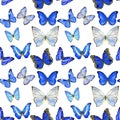 Hand drawn seamless pattern with butterflies Morpho on white