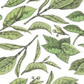 Hand-drawn seamless pattern matcha leaves on the white background