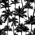 Black vector palm trees isolated on white background.