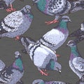 Urban birds pattern