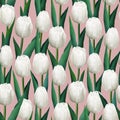 Hand drawn seamless pattern of white tulips. Blooming flowers, leaves and branches on pink background. Decorative floral Royalty Free Stock Photo