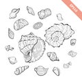 Hand drawn seashell collection. Sketch style shell set