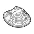 Hand-drawn seashells. An empty, closed, flat, oval solid shell of a mollusc or snail. Sketch style, engraved drawing Royalty Free Stock Photo