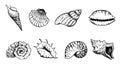 Hand drawn seashells set. Various sea shells types. Royalty Free Stock Photo