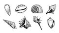 Hand drawn seashells set. Various sea shells types. Royalty Free Stock Photo