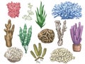 Hand Drawn Seaweeds And Corals. Sea Reef And Aquarium Underwater Plants. Kelp, Algae Marine Weeds Vintage Colored Style