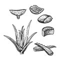 Hand drawn set of aloe vera. Vintage vector sketch Royalty Free Stock Photo