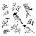 Hand drawn set of birds and flowers. Redstart. Outline drawing. Vector illustration.