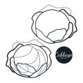 Hand drawn set of cabbage. Retro sketches isolated. Vintage collection. Linear graphic design. Black and white image of vegetables