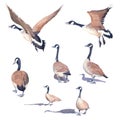 Hand drawn set of Canada geese on a white background Royalty Free Stock Photo