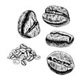 Hand drawn set of coffee beans. Vector sketch