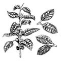 Hand drawn set of coffee plant. Leaves and twig. Sprig with coffee beans. Vector sketch Royalty Free Stock Photo