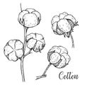 Hand drawn set of cotton branches. Cotton flower buds and seed pods in vintage engraved style. Botanical art isolated on