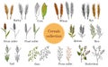 Hand drawn set of culinary agricultural cereals