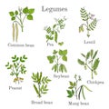 Hand drawn set of culinary agricultural legume plants Royalty Free Stock Photo
