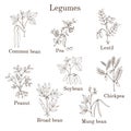 Hand drawn set of culinary agricultural legume plants Royalty Free Stock Photo