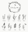 Hand drawn set of culinary herb. Basil and mint, rosemary and sage, thyme and parsley. Food design logo Royalty Free Stock Photo