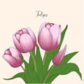 Hand drawn set of delicate open and closed tulip flowers, sketch style vector illustration isolated on white background. Realistic Royalty Free Stock Photo