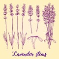 Hand drawn set of different lavender stems and bouquet. Realistic vector sketch with organic cosmetics herb.