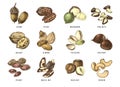 Hand drawn set of 12 edible nuts
