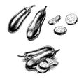 Hand drawn set of eggplant. Vector sketch