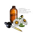 Hand drawn set of essential oils. Vector colored camomile flower. Medicinal herb with glass dropper bottle. Engraved art