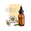 Hand drawn set of essential oils. Vector colored camomile flower. Medicinal herb with glass dropper bottle. Engraved art