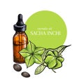 Hand drawn set of essential oils. Vector colored sacha inchi serum. Medicinal herb with glass dropper bottle. Engraved