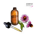 Hand drawn set of essential oils. Vector echinacea purpurea flower. Medicinal herb, glass dropper bottle. Engraved