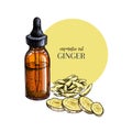 Hand drawn set of essential oils. Vector ginger branch. Medicinal spicy herb with glass bottle. Engraved colored art