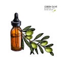 Hand drawn set of essential oils. Vector olive oil and branch. Medicinal herb with glass dropper bottle. Engraved Royalty Free Stock Photo