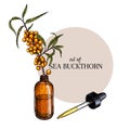 Hand drawn set of essential oils. Vector sea buckthorn berry. Medicinal herb with glass dropper bottle. Engraved colored