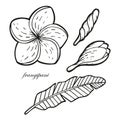 Hand drawn set with exotic plumeria flowers, buds and leaf. In doodle style, black outline isolated on a white background. Cute Royalty Free Stock Photo