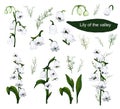 Hand-drawn set with flowers of the Lily of the valley, primrose. realistic Doodle isolated on white background. Botanical elements Royalty Free Stock Photo