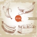 Hand drawn set of fresh ripe bananas