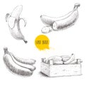 Hand drawn set of fresh ripe bananas.