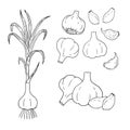 Hand drawn set of garlic. Vector contour