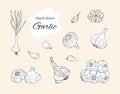 hand drawn set of garlic